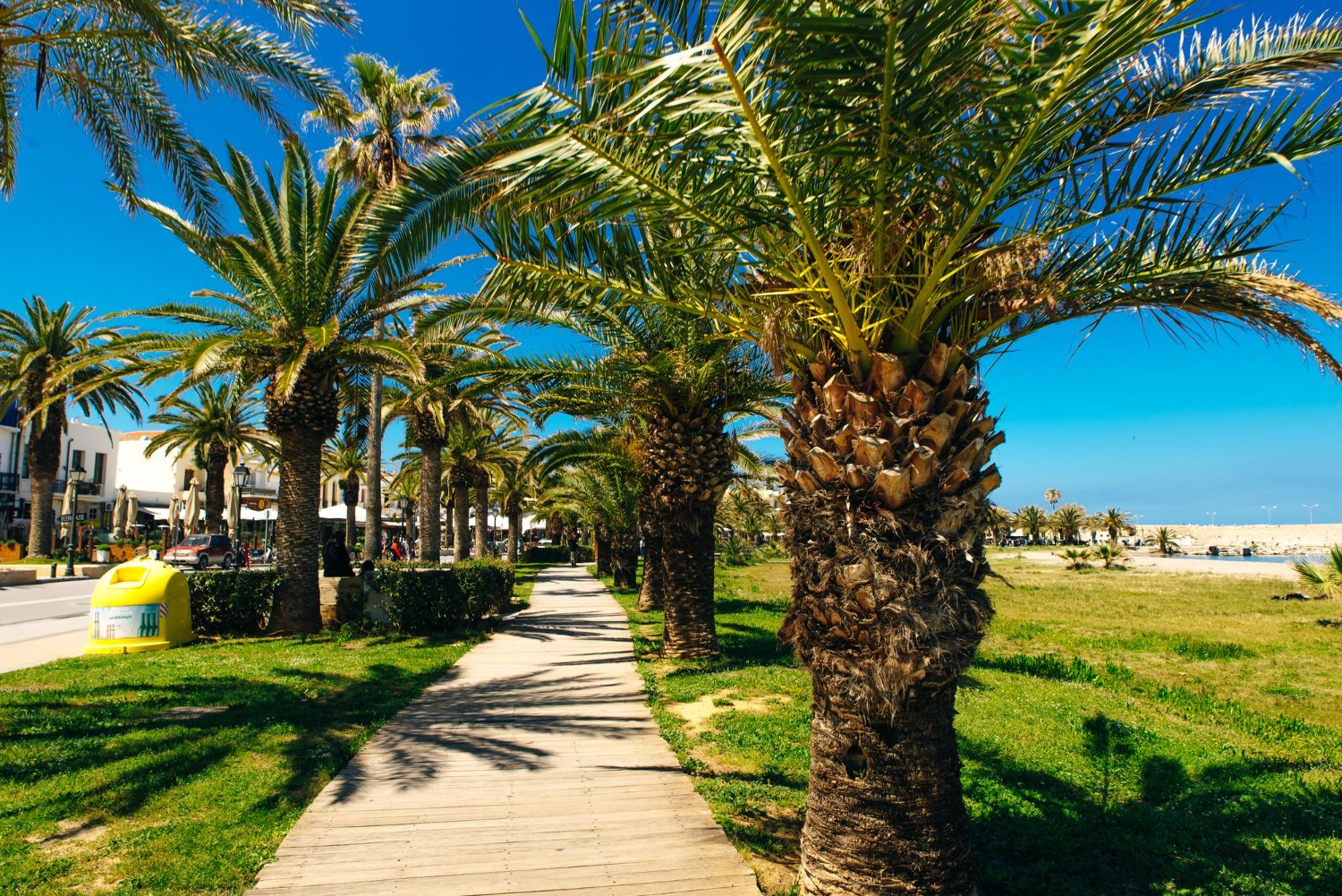 Palm Trees Along the Seafront in the old Town of Rethymno - Crete, Greece - 841