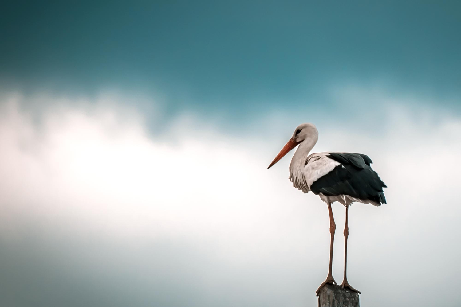 European White Stork - Ciconia, Evros, Greece - 205