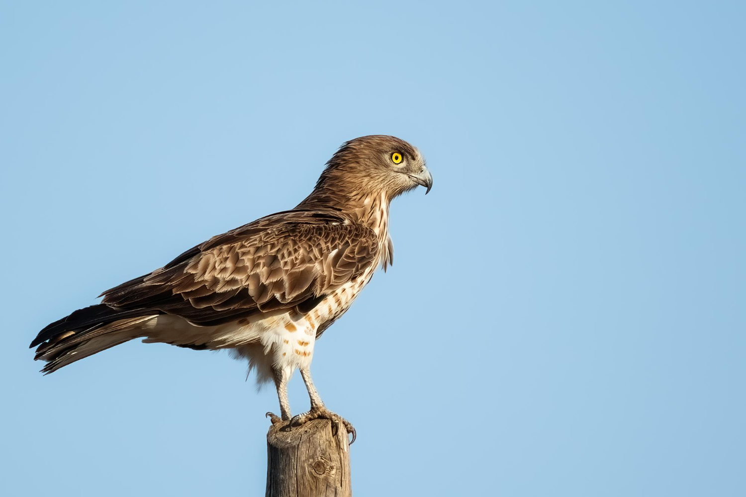 Shorttoed Snake Eagle Or Circaetus Gallicus In Dadia Forest- Evros, Thrace, Greece - 1034