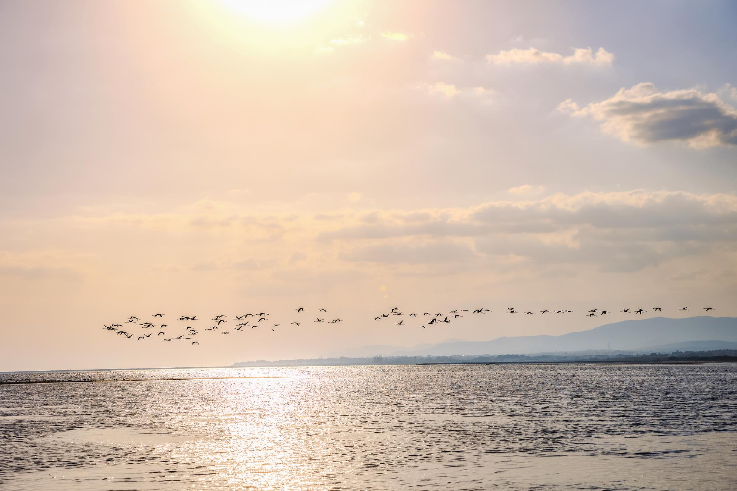 Flamingos On The Beach Of Alexandroupolis - Evros, Thrace, Greece - 1238