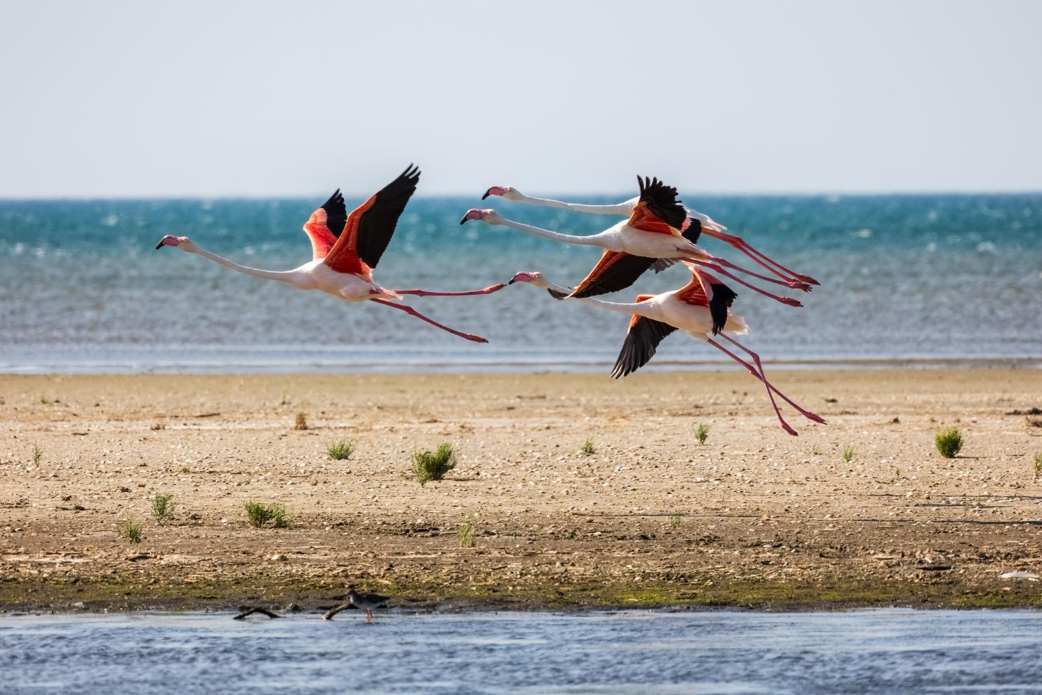Flamingos On The Beach Of Alexandroupolis - Evros, Thrace, Greece - 1240